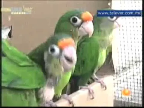 NO COMPRES PERICOS, LOROS, COTORROS. - YouTube NO COMPRES PERICOS, LOROS, COTORROS. - YouTube