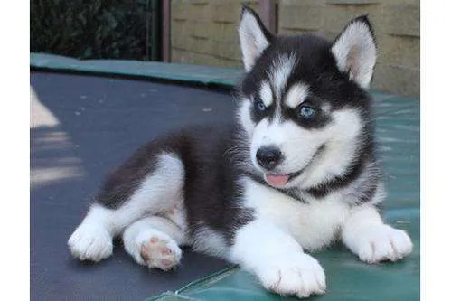 Compro 1 cahorro husky siberiano - Loja, Ecuador - Animales / Mascotas