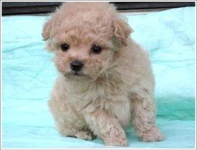 Compro perrita poodle micro toy - Santiago, Chile - Animales ...