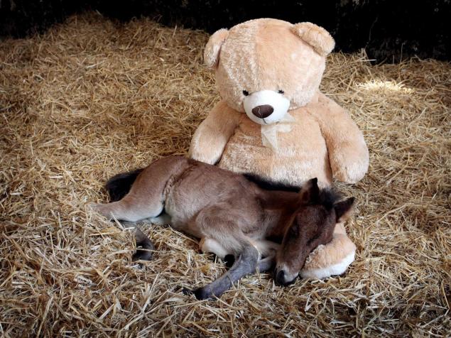 Comtú Gourmets: El Potro Y El Oso Peluche