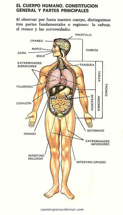 CUERPO HUMANO MUJER - Imagui