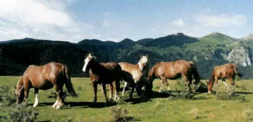 Comunicación y Liderazgo I, La confianza | NaturalHipic, Centro ...
