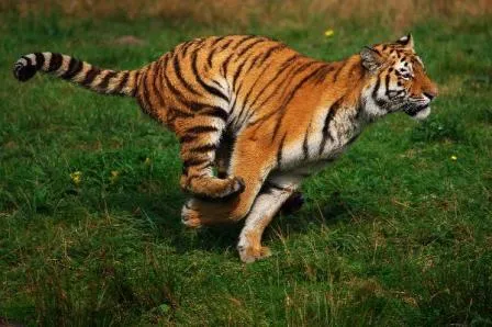 Comunicación de los tigres | TIGREPEDIA