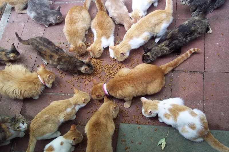 La Comunidad prohibe alimentar animales abandonados |