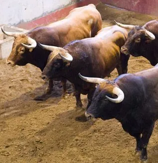 Comunidad El Pais » Los Toros con Retranca » San Sebastián / Donosti. Comunidad El Pais » Los Toros con Retranca » San Sebastián / Donosti.