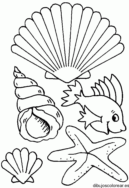 Dibujos de conchas de mar para colorear - Imagui Dibujos de conchas de mar para colorear - Imagui