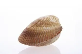Conchas De Mar | Fotos y Vectores gratis