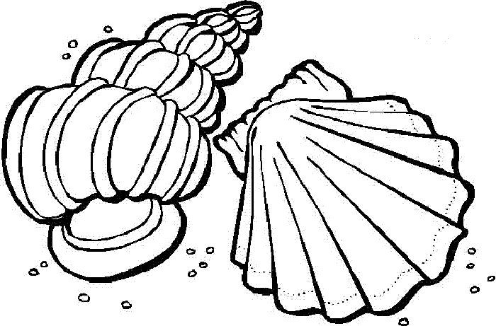 Caracoles de mar en dibujo - Imagui