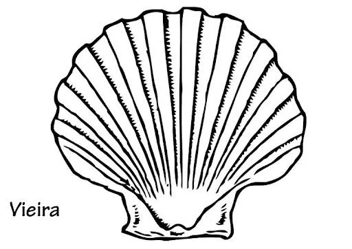 CONCHAS DE VIERAS PARA COLOREAR | Dibujos para colorear