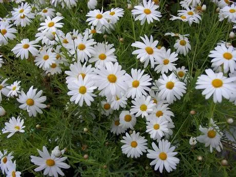 Condado de Cadbury-Somerset - Solsticio de Verano - Costumbres ...