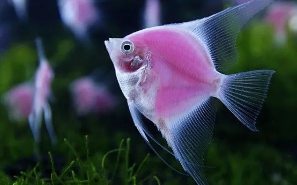 Condenan a borracho por comerse a un pececito de colores ...