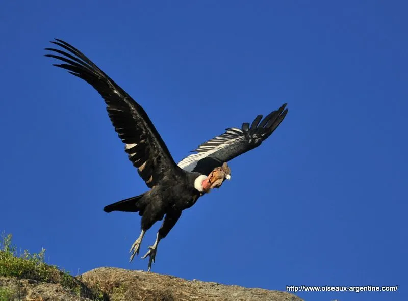 condor (24) - Photo de A - Condor des Andes - Oiseaux d'Argentine