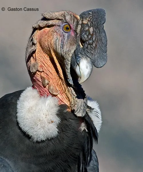 Condor de Los Andes - AVES DE CHILE
