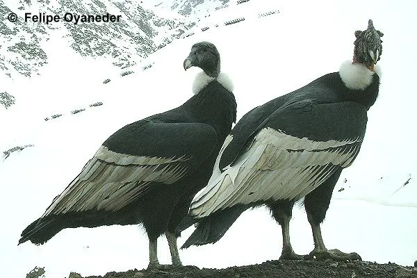 Condor de Los Andes - AVES DE CHILE