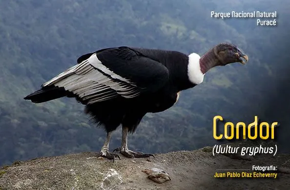 Cóndor de Los Andes (Vultur gryphus) | Flickr - Photo Sharing!