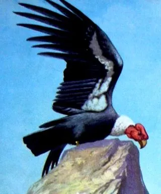 Para colorear condor - Imagui