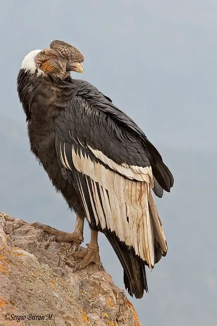 CONDOR DE LOS ANDES, MACHO ADULTO, (Vultur gryphus), Andean Condor ...
