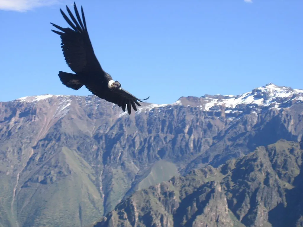 Cóndor de los andes peruanos (Vultur gryphus) ~ Naturaleza Insólita
