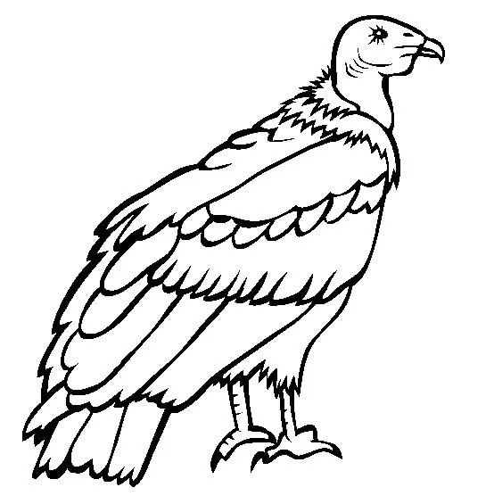 Cóndor Andino para colorear, imprimir e dibujar –ColoringOnly.Com Cóndor Andino para colorear, imprimir e dibujar –ColoringOnly.Com