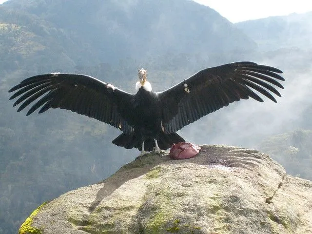 Condor andino-Puracé | Flickr - Photo Sharing! Condor andino-Puracé | Flickr - Photo Sharing!