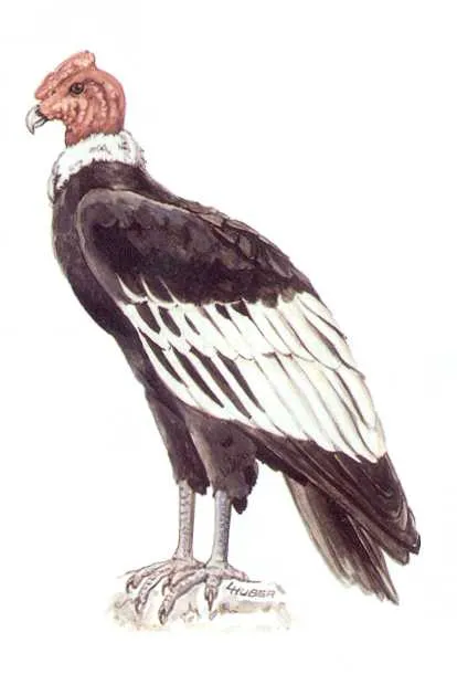 Condor para colorear infantil - Imagui