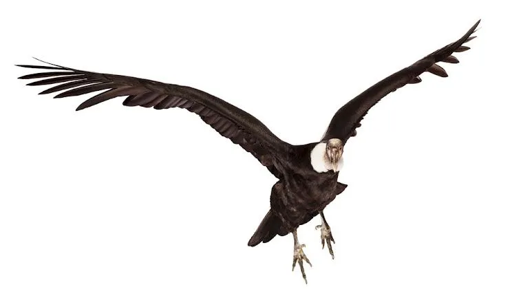 condor-de-los-andes.jpg
