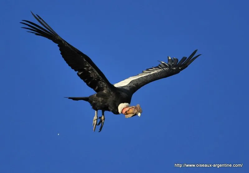 A - Condor des Andes - Album photos - Oiseaux d'Argentine A - Condor des Andes - Album photos - Oiseaux d'Argentine