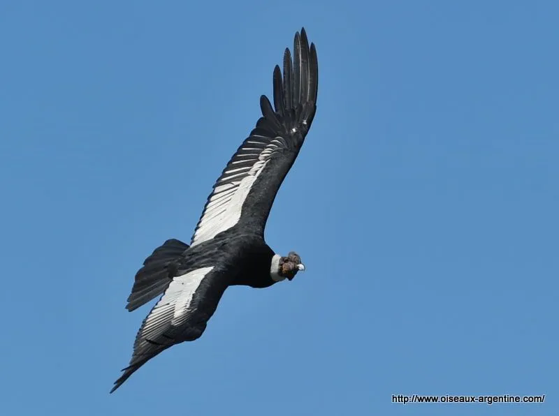 Condor des Andes (Vultur gryphus) - Oiseaux d'