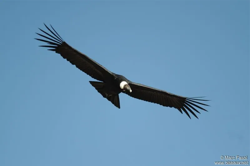 Condor des Andes - Vultur gryphus par Marc Fasol : mafa105205 Condor des Andes - Vultur gryphus par Marc Fasol : mafa105205