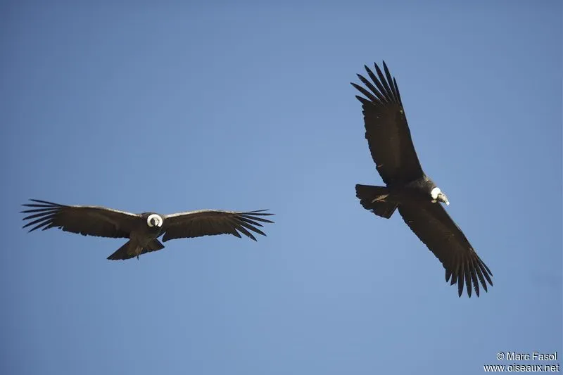 Condor des Andes - Vultur gryphus par Marc Fasol : mafa105199 Condor des Andes - Vultur gryphus par Marc Fasol : mafa105199