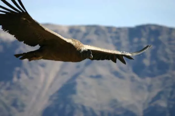 Condor des Andes. Vultur gryphus. En Images. Dinosoria Condor des Andes. Vultur gryphus. En Images. Dinosoria