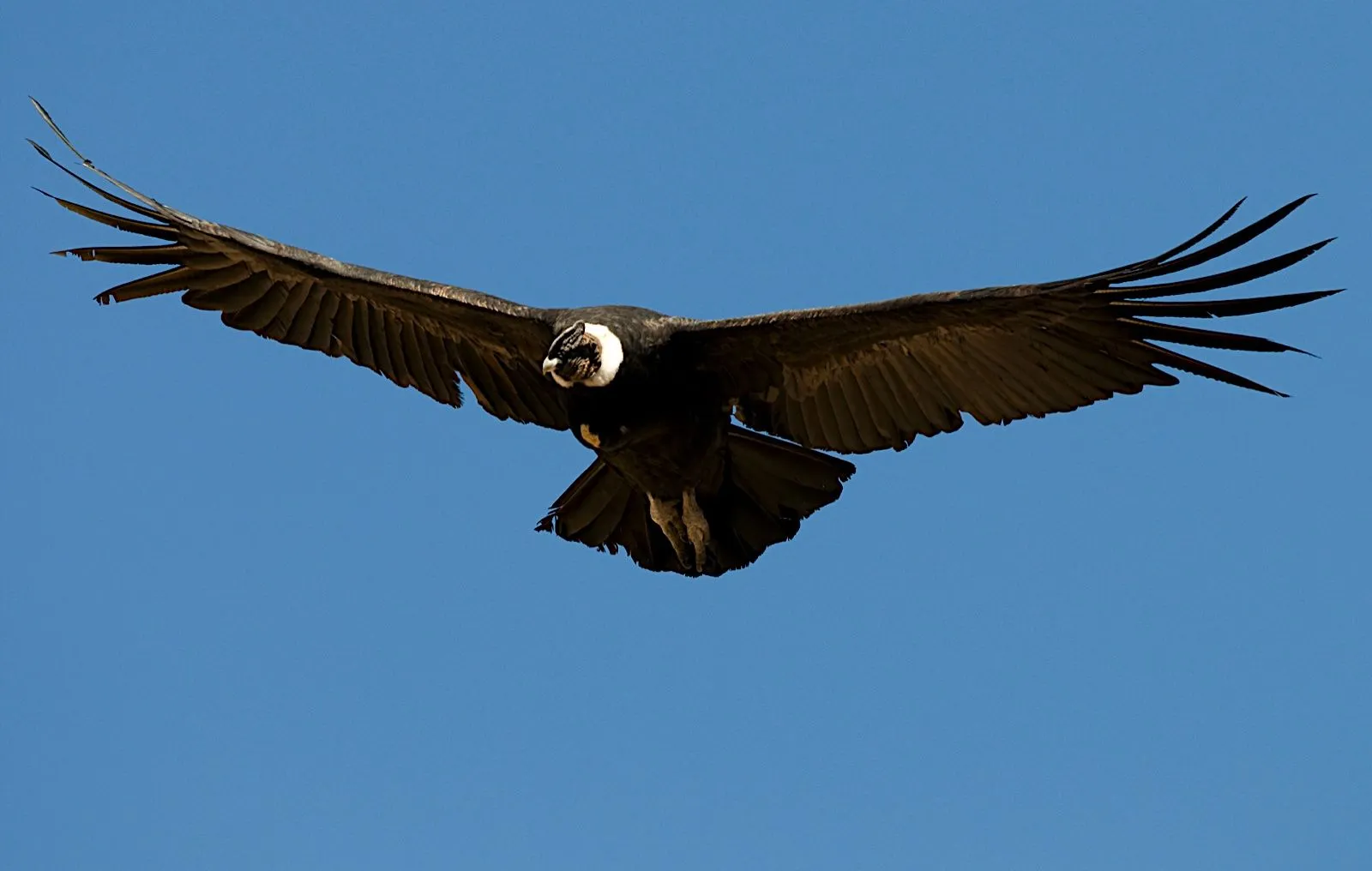 El condor, majestuosa ave andina...... - Taringa! El condor, majestuosa ave andina...... - Taringa!
