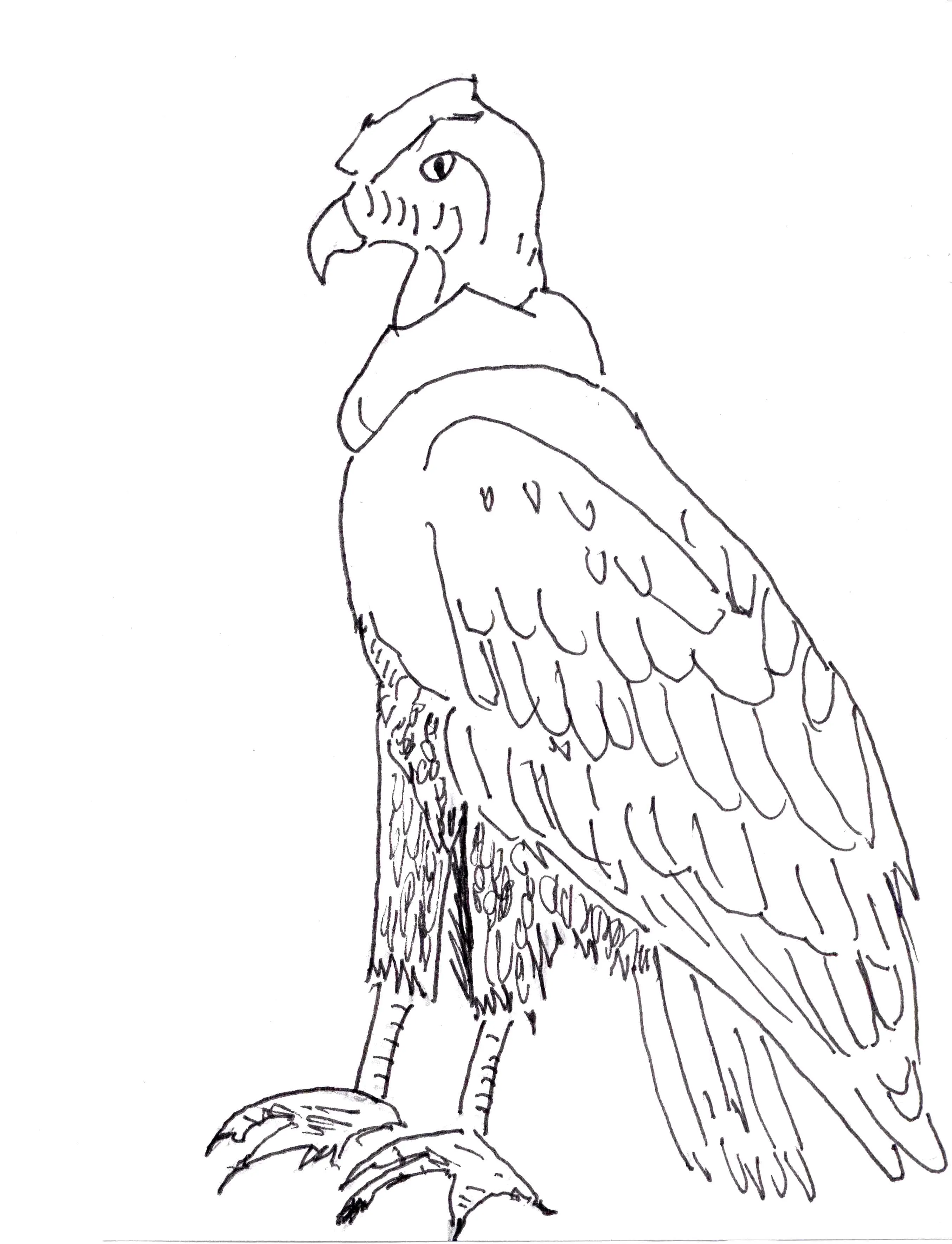 Andean Condor Printout