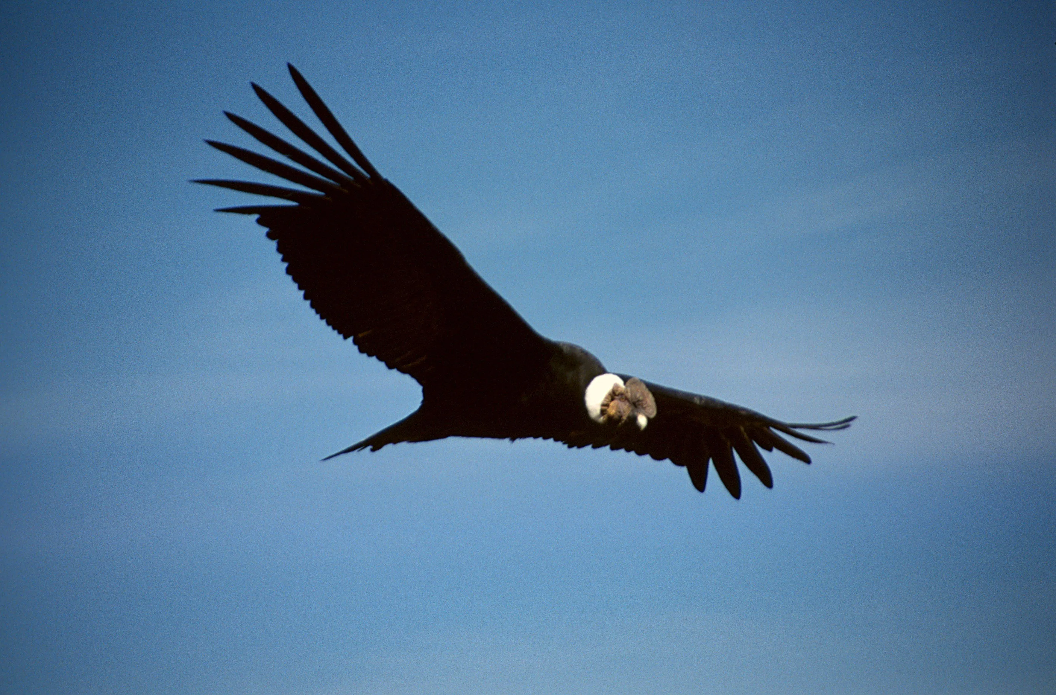 Condor - Wikipedia, the free encyclopedia
