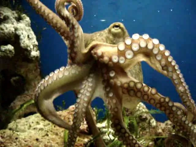 CONECTA CON NUESTRA AULA: ANIMALES ACUÁTICOS CONECTA CON NUESTRA AULA: ANIMALES ACUÁTICOS