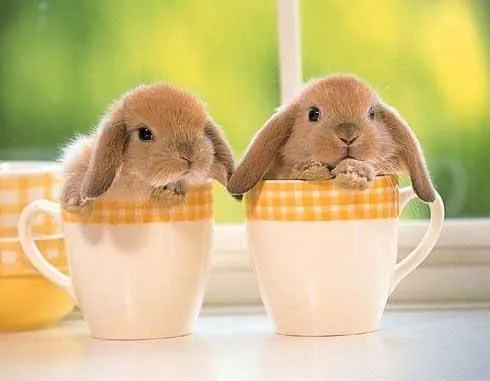 Conejitos