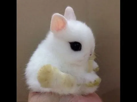 CONEJITOS