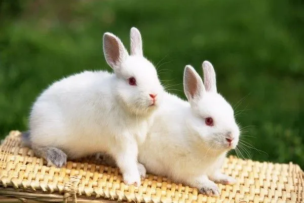 Dos conejitos blancos (4799)