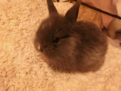 Fotos de Conejitos Cabeza de Leon y Cruce de Angora y Cabeza de ... Fotos de Conejitos Cabeza de Leon y Cruce de Angora y Cabeza de ...