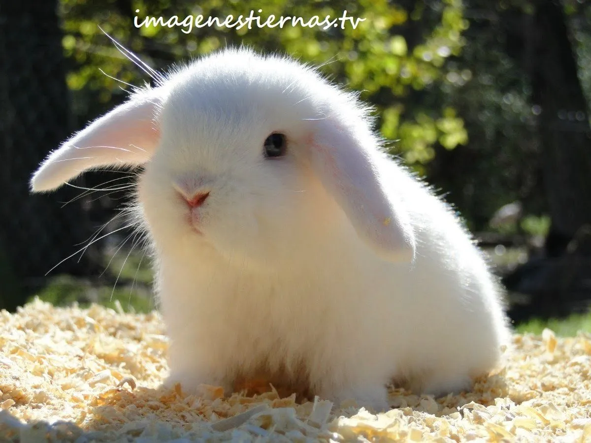 CONEJITOS TIERNOS