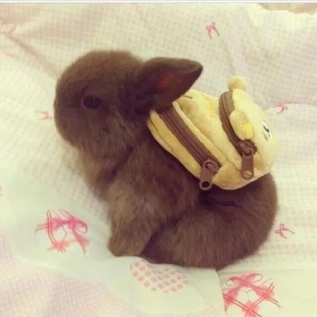 Esto Es Lo Más Tierno Que He Visto, Mira Estos 28 Conejos Bebés ...