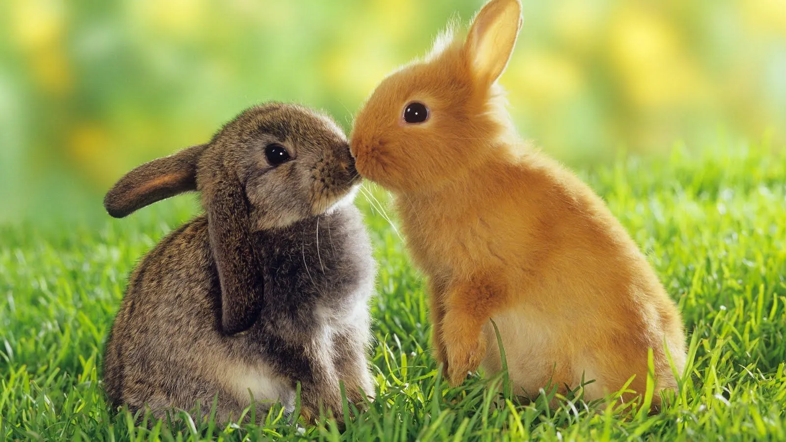 Conejitos tiernos enamorados - Imagui