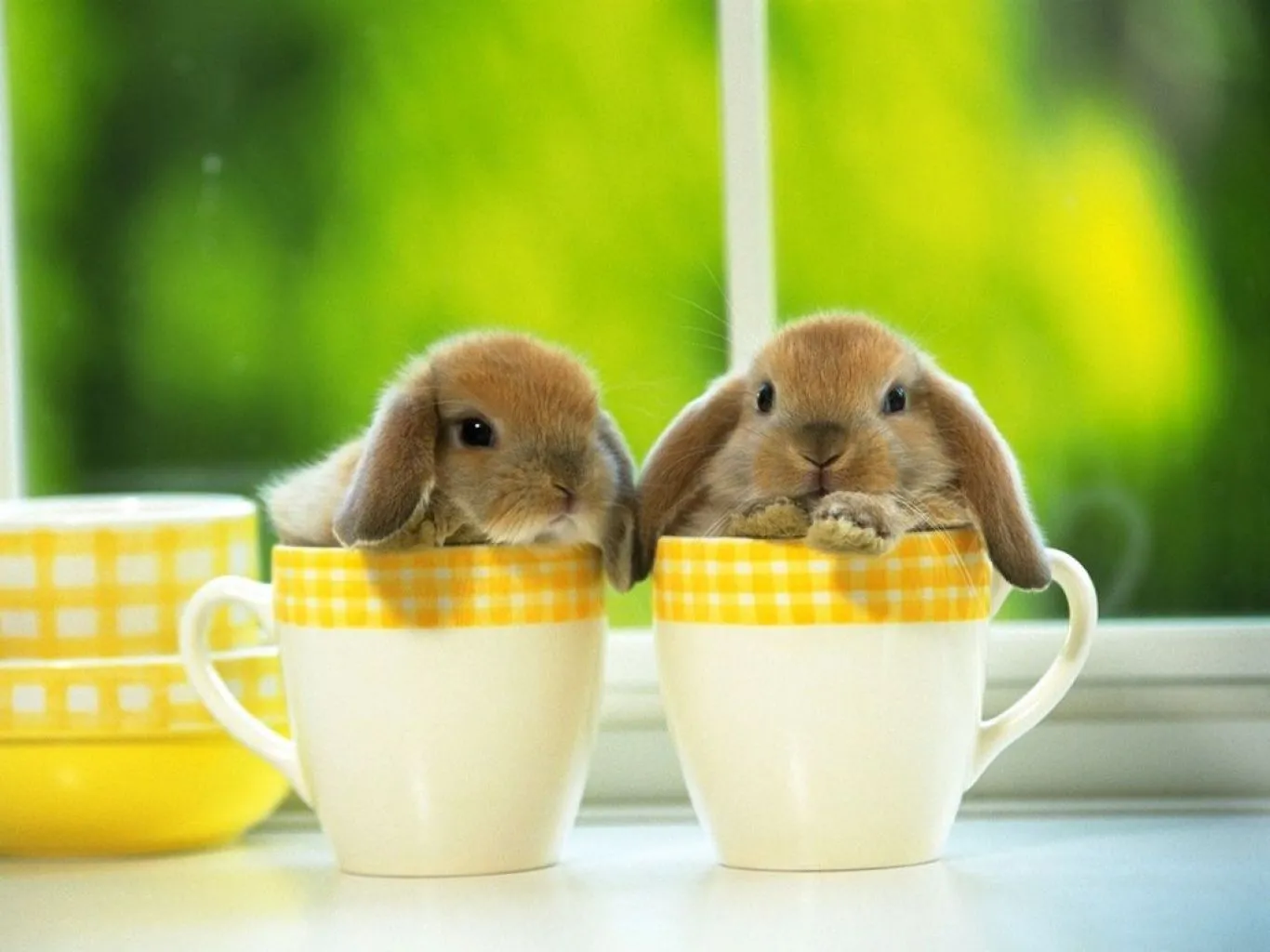 Conejitos tiernos gif - Imagui