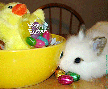 Conejitos tiernos gif - Imagui