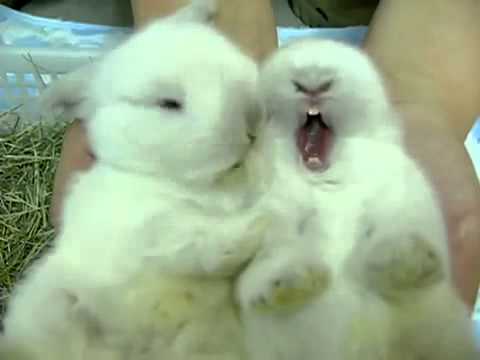 DOS CONEJITOS MUY TIERNOS - YouTube