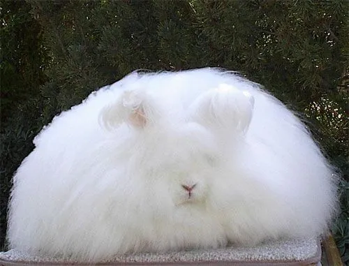 Donde | Conejos de angora