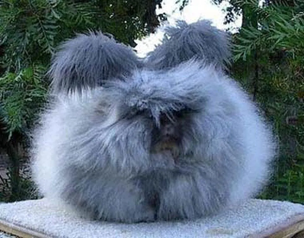 donde conseguir un CONEJO ANGORA INGLES | Cuidar de tu mascota es ... donde conseguir un CONEJO ANGORA INGLES | Cuidar de tu mascota es ...