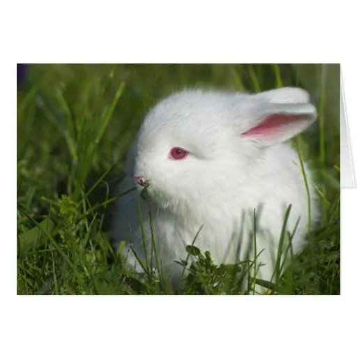 El conejo blanco lindo del bebé huele la flor rosa felicitación de ... El conejo blanco lindo del bebé huele la flor rosa felicitación de ...