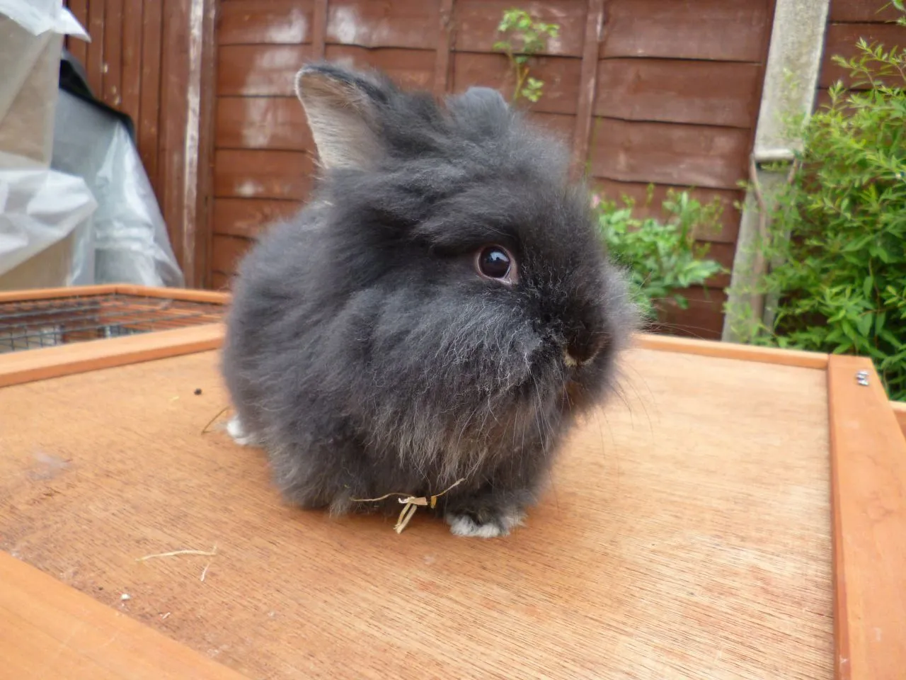 Conejo cabeza de león negro :: Imágenes y fotos Conejo cabeza de león negro :: Imágenes y fotos