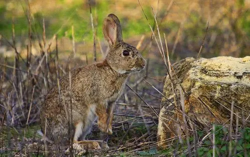 CONEJO DE CAMPO | Flickr - Photo Sharing!